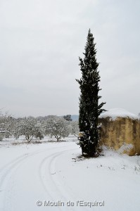 Esquirol-sous-la-Neige-001