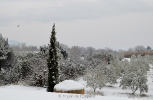 Esquirol-sous-la-Neige-003