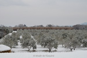 Esquirol-sous-la-Neige-004