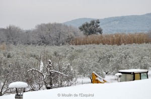 Esquirol-sous-la-Neige-005