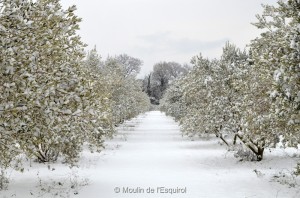 Esquirol-sous-la-Neige-010