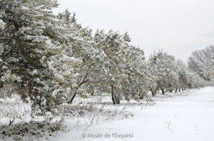 Esquirol-sous-la-Neige-011