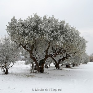 Esquirol-sous-la-Neige-013