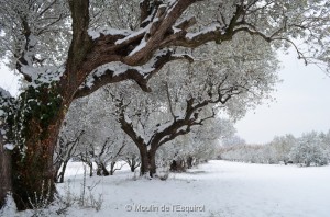 Esquirol-sous-la-Neige-017