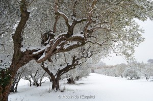 Esquirol-sous-la-Neige-019