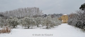 Esquirol-sous-la-Neige-020