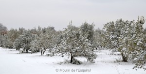 Esquirol-sous-la-Neige-022