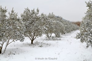 Esquirol-sous-la-Neige-023