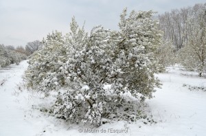 Esquirol-sous-la-Neige-024