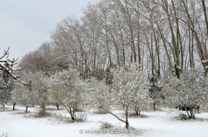 Esquirol-sous-la-Neige-029