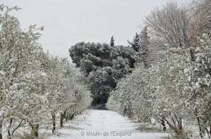 Esquirol-sous-la-Neige-030