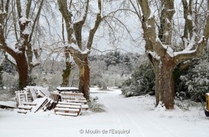 Esquirol-sous-la-Neige-033