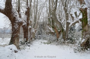 Esquirol-sous-la-Neige-035