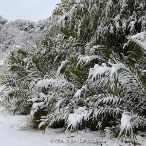 Esquirol-sous-la-Neige-036