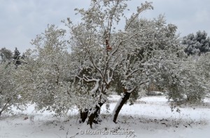 Esquirol-sous-la-Neige-038