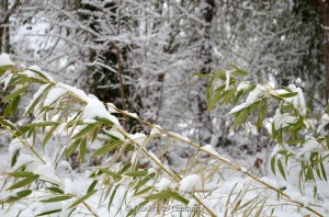 Esquirol-sous-la-Neige-039