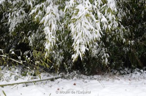 Esquirol-sous-la-Neige-040