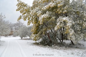 Esquirol-sous-la-Neige-043