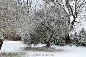 Esquirol-sous-la-Neige-048