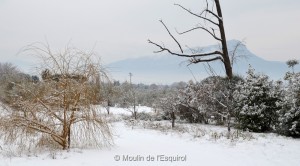 Esquirol-sous-la-Neige-051