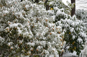 Esquirol-sous-la-Neige-054