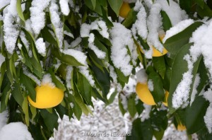 Esquirol-sous-la-Neige-056