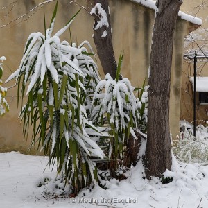 Esquirol-sous-la-Neige-058