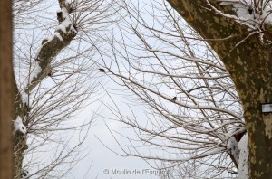 Esquirol-sous-la-Neige-060