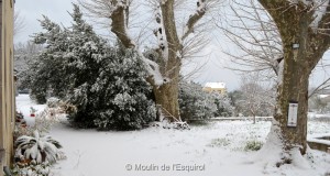 Esquirol-sous-la-Neige-061