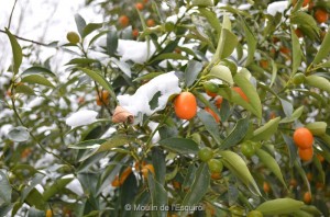 Esquirol-sous-la-Neige-063