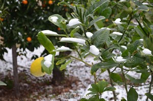 Esquirol-sous-la-Neige-064