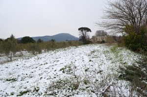 Esquirol-sous-la-Neige-067