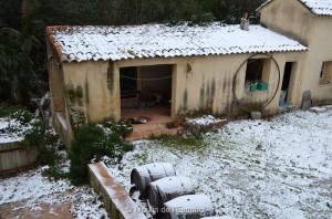 Esquirol-sous-la-Neige-073