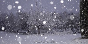 Esquirol-sous-la-Neige-080