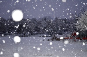 Esquirol-sous-la-Neige-081