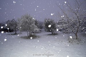 Esquirol-sous-la-Neige-082