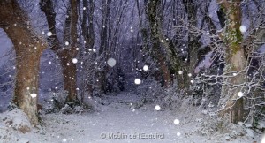 Esquirol-sous-la-Neige-086