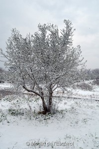 Esquirol-sous-la-Neige-096