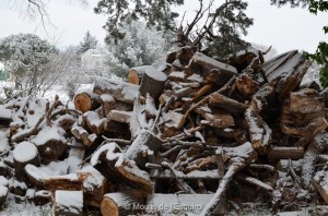 Esquirol-sous-la-Neige-097