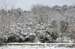 Esquirol-sous-la-Neige-098