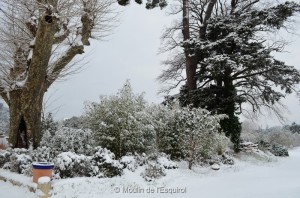 Esquirol-sous-la-Neige-105