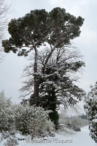 Esquirol-sous-la-Neige-109