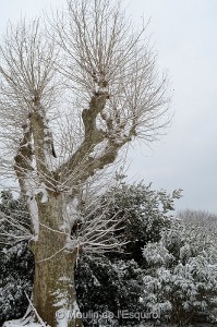 Esquirol-sous-la-Neige-117