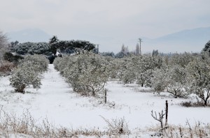 Esquirol-sous-la-Neige-118